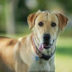 yellow-lab-tongue-hanging-out-image