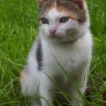 sweet-eyed-cat-in-field-grass-image