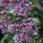 itty-bitty-purple-flowers-image
