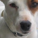 sad-brown-eyed-pup-image