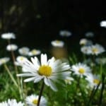 field-of-tiny-daisies-image