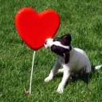 black-white-pup-heart-image