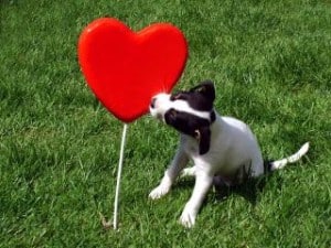 black-white-pup-heart-image