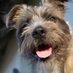 scruffy-dog-tongue-hanging-out-image