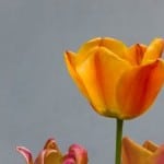 orange-tulip-blue-sky-image