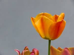 orange-tulip-blue-sky-image