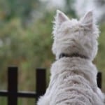 westie-dog-starting-over-fence-image