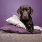 black-dog-on-purple-image