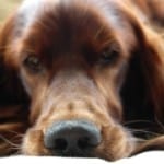 red-dog-close-up-image