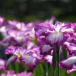 field-of-irises-image