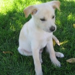 pale-white-puppy-image