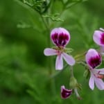 pelargonium-image