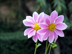 twin-pink-flowers-image