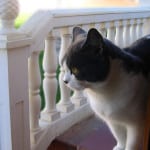 cat-peeking-through-porch-posts-image