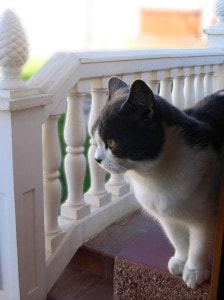 cat-peeking-through-porch-posts-image