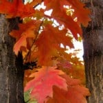 fall-leaves-trees-image