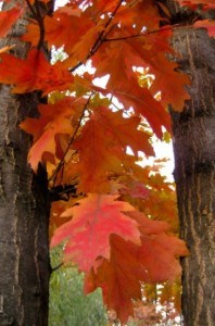 fall-leaves-trees-image