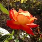 burnt-orange-rose-image
