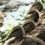 ducks-in-a-row-image