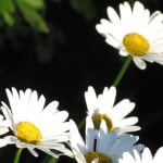 four-daisies-image