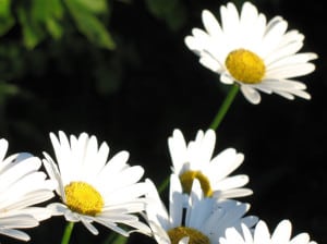 four-daisies-image