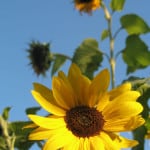 big-bright-yellow-sunflowers-blue-skies-image