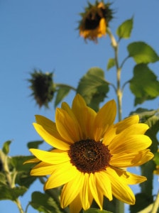 big-bright-yellow-sunflowers-blue-skies-image