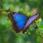 blue-purple-butterfly-leaves-image