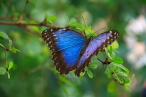 blue-purple-butterfly-leaves-image