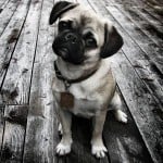 serious-pug-puppy-black-and-white-image