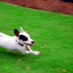 running-dog-image