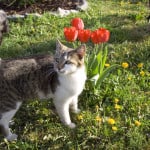 white-gray-cat-tulips-image