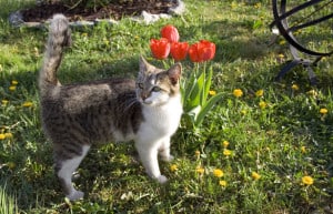 white-gray-cat-tulips-image