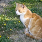 orange-cat-green-yard-yellow-flowers-image