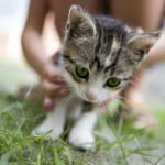 cute-kitten-white-paws-on-grass-image