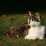 cat-lying-in-grass-looking-side-image
