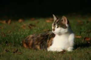 cat-lying-in-grass-looking-side-image