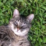 cat-in-corner-grass-image