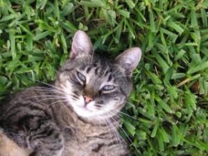 cat-in-corner-grass-image