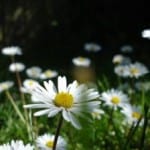 daisies-in-field-close-up-image