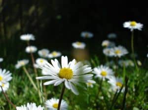 daisies-in-field-close-up-image