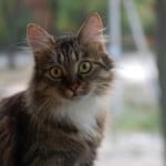 cute-cat-big-green-eyes-image