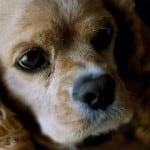 cockerspaniel-puppy-closeup-image