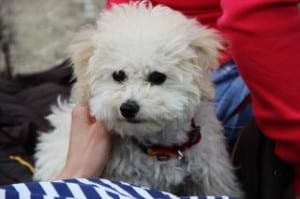 fluffy-white-dog-apricot-ears-image