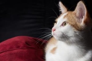 spotted-cat-maroon-pillow-image