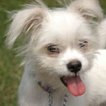 shaggy-white-pup-tongue-out-image