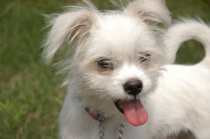 shaggy-white-pup-tongue-out-image