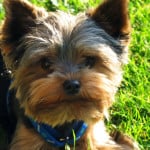 cute-yorkie-blue-collar-green-grass-image