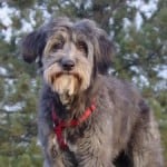 shaggy-dog-red-collar-image