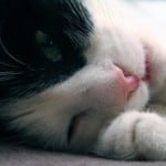 black-and-white-tired-kitten-image